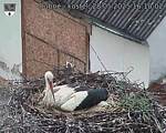 Capi_Dubne_20250528_161002.jpg