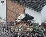 Capi_Dubne_20250528_161504.jpg