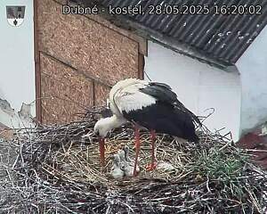 Capi_Dubne_20250528_162002.jpg (1350 x 1080)