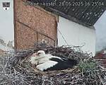 Capi_Dubne_20250528_162504.jpg