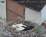 Capi_Dubne_20250528_171004.jpg