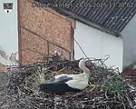 Capi_Dubne_20250528_173002.jpg