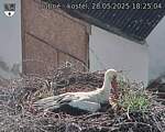Capi_Dubne_20250528_182504.jpg