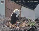Capi_Dubne_20250528_183004.jpg