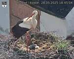 Capi_Dubne_20250528_184504.jpg