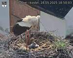 Capi_Dubne_20250528_185003.jpg