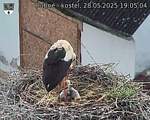 Capi_Dubne_20250528_190504.jpg