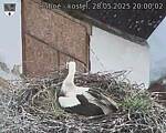 Capi_Dubne_20250528_200002.jpg