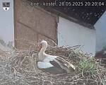 Capi_Dubne_20250528_202004.jpg