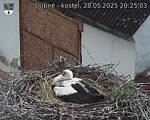 Capi_Dubne_20250528_202503.jpg