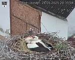 Capi_Dubne_20250528_203504.jpg