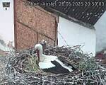 Capi_Dubne_20250528_205003.jpg