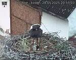 Capi_Dubne_20250528_205503.jpg