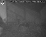 Capi_Dubne_20250529_013003.jpg