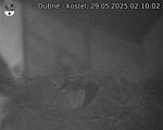 Capi_Dubne_20250529_021002.jpg