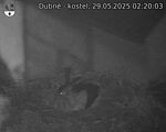 Capi_Dubne_20250529_022003.jpg