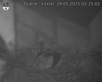 Capi_Dubne_20250529_022502.jpg