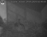 Capi_Dubne_20250529_024503.jpg