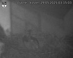 Capi_Dubne_20250529_031503.jpg