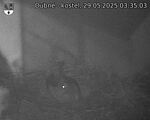 Capi_Dubne_20250529_033503.jpg