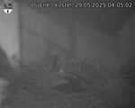 Capi_Dubne_20250529_040502.jpg