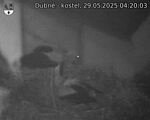 Capi_Dubne_20250529_042003.jpg