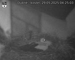 Capi_Dubne_20250529_042503.jpg