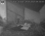 Capi_Dubne_20250529_043003.jpg