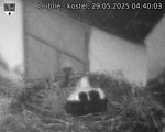 Capi_Dubne_20250529_044003.jpg