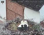 Capi_Dubne_20250529_051503.jpg