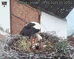 Capi_Dubne_20250529_052002.jpg