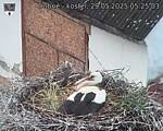 Capi_Dubne_20250529_052503.jpg