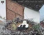 Capi_Dubne_20250529_053002.jpg
