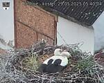 Capi_Dubne_20250529_054004.jpg