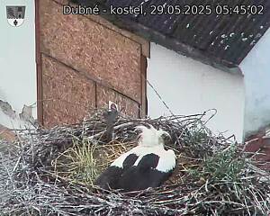 Capi_Dubne_20250529_054502.jpg (1350 x 1080)