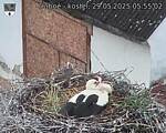 Capi_Dubne_20250529_055502.jpg