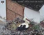 Capi_Dubne_20250529_060503.jpg