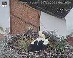 Capi_Dubne_20250529_061004.jpg