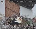 Capi_Dubne_20250529_062003.jpg