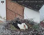 Capi_Dubne_20250529_062504.jpg