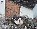 Capi_Dubne_20250529_063004.jpg