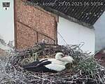 Capi_Dubne_20250529_065004.jpg