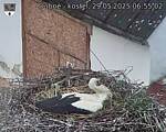 Capi_Dubne_20250529_065502.jpg