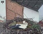 Capi_Dubne_20250529_071003.jpg