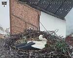 Capi_Dubne_20250529_071504.jpg
