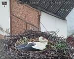 Capi_Dubne_20250529_072003.jpg