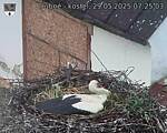 Capi_Dubne_20250529_072503.jpg