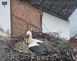 Capi_Dubne_20250529_074003.jpg