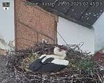 Capi_Dubne_20250529_074503.jpg