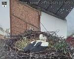 Capi_Dubne_20250529_075003.jpg